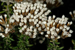 Image of Strandveld Blombush