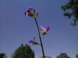 Glycine tabacina (Labill.) Benth. resmi