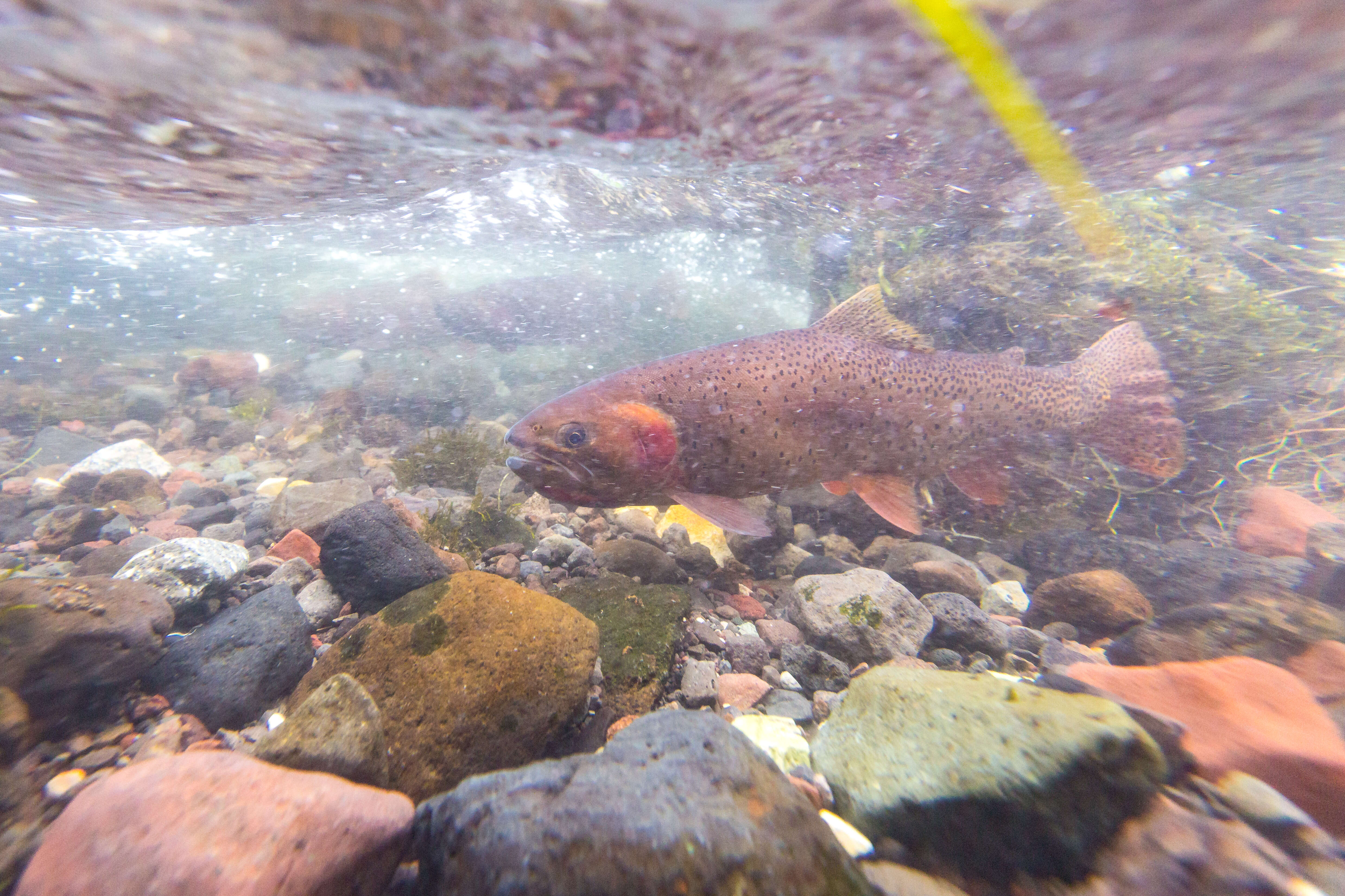 Image of Oncorhynchus clarkii bouvieri