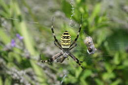 Image of Barbary Spider