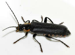 Image of Cantharis obscura