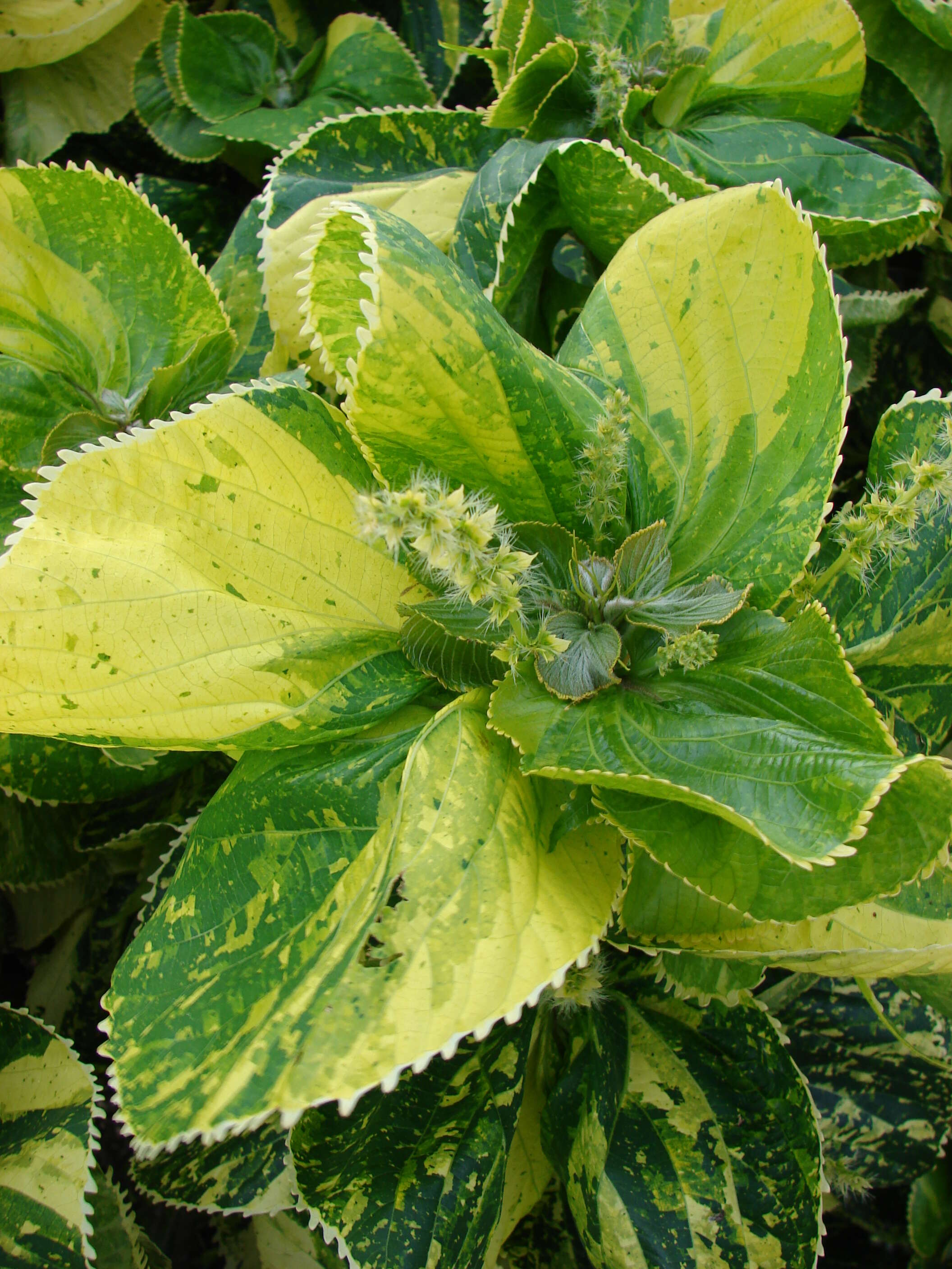 Image de Acalypha wilkesiana Müll. Arg.