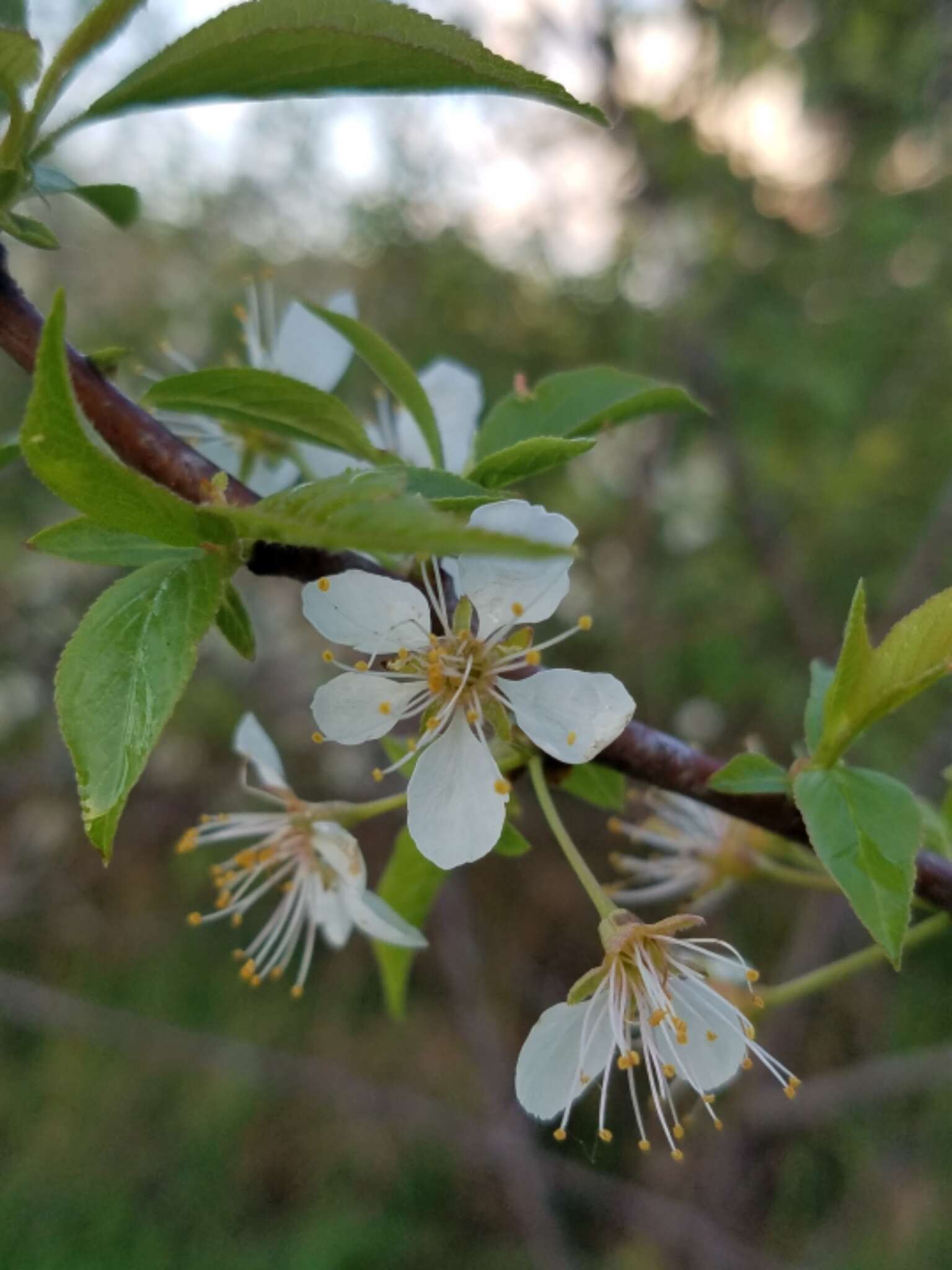 Image of American Plum