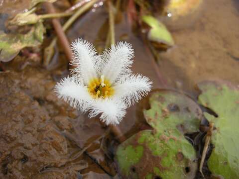 Image of Water-snowflake