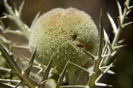 Image of Echinops giganteus A. Rich.