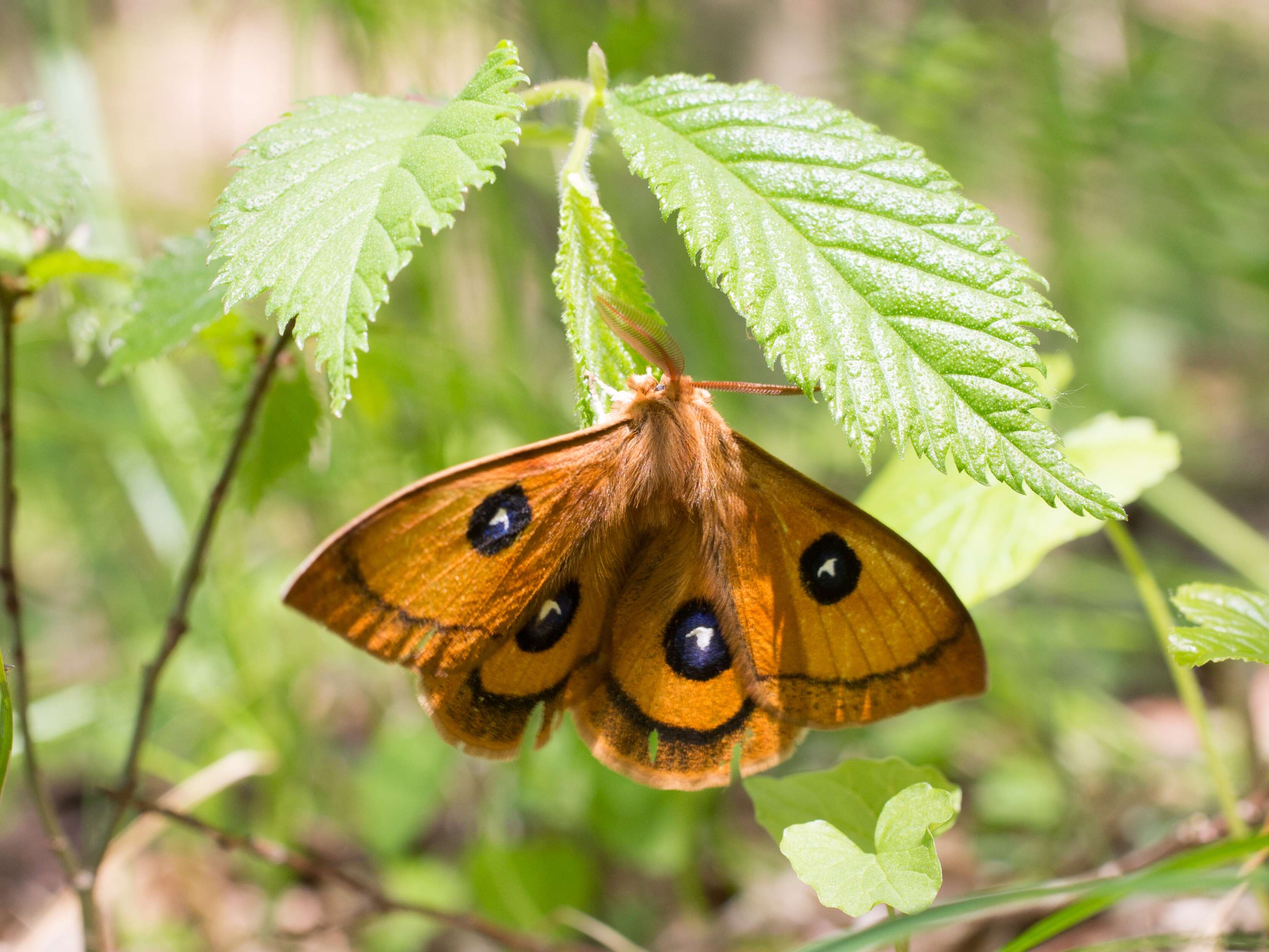 Image of Agliinae