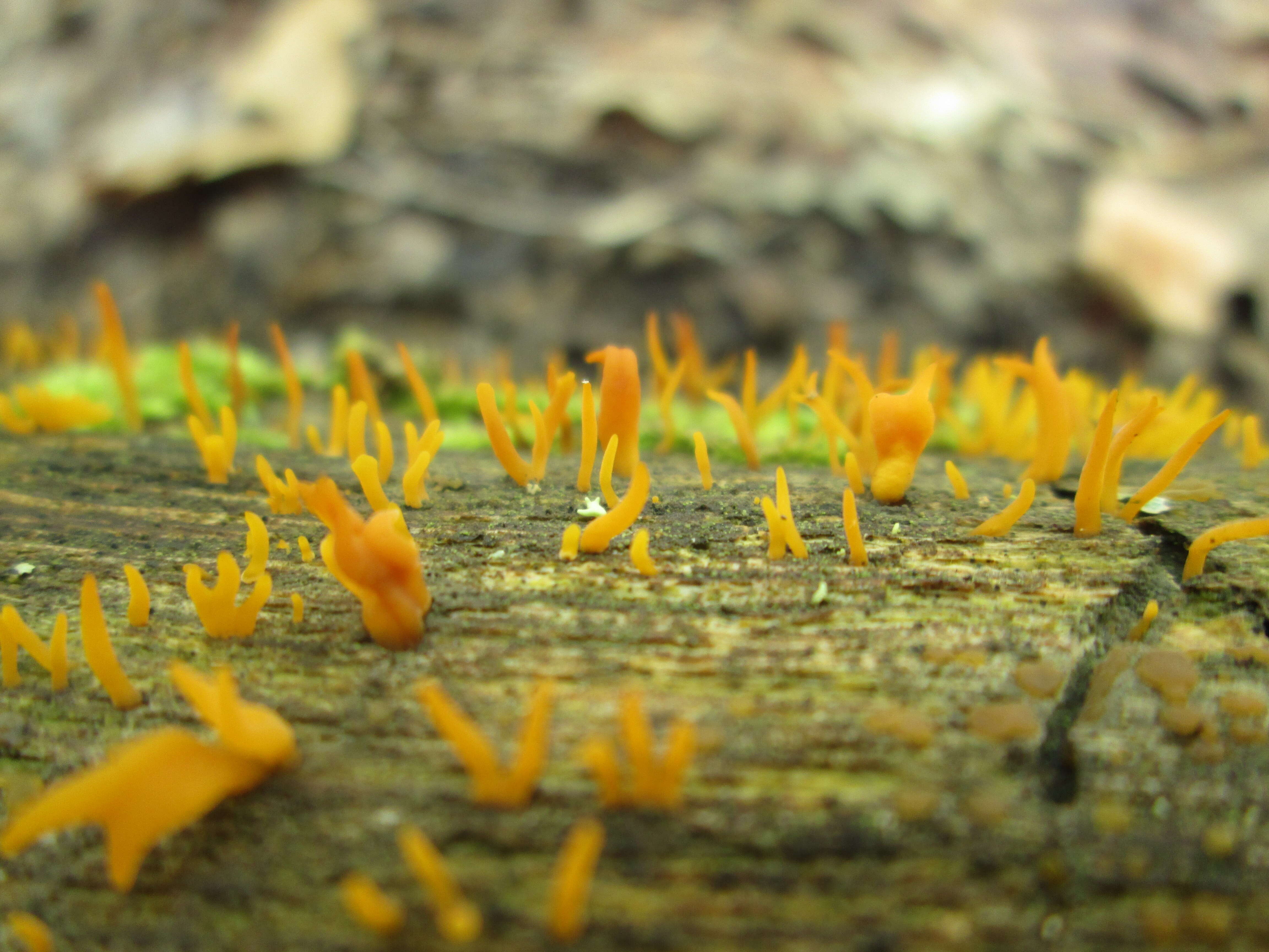 Image of Calocera cornea (Batsch) Fr. 1827