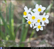 Image of cream narcissus