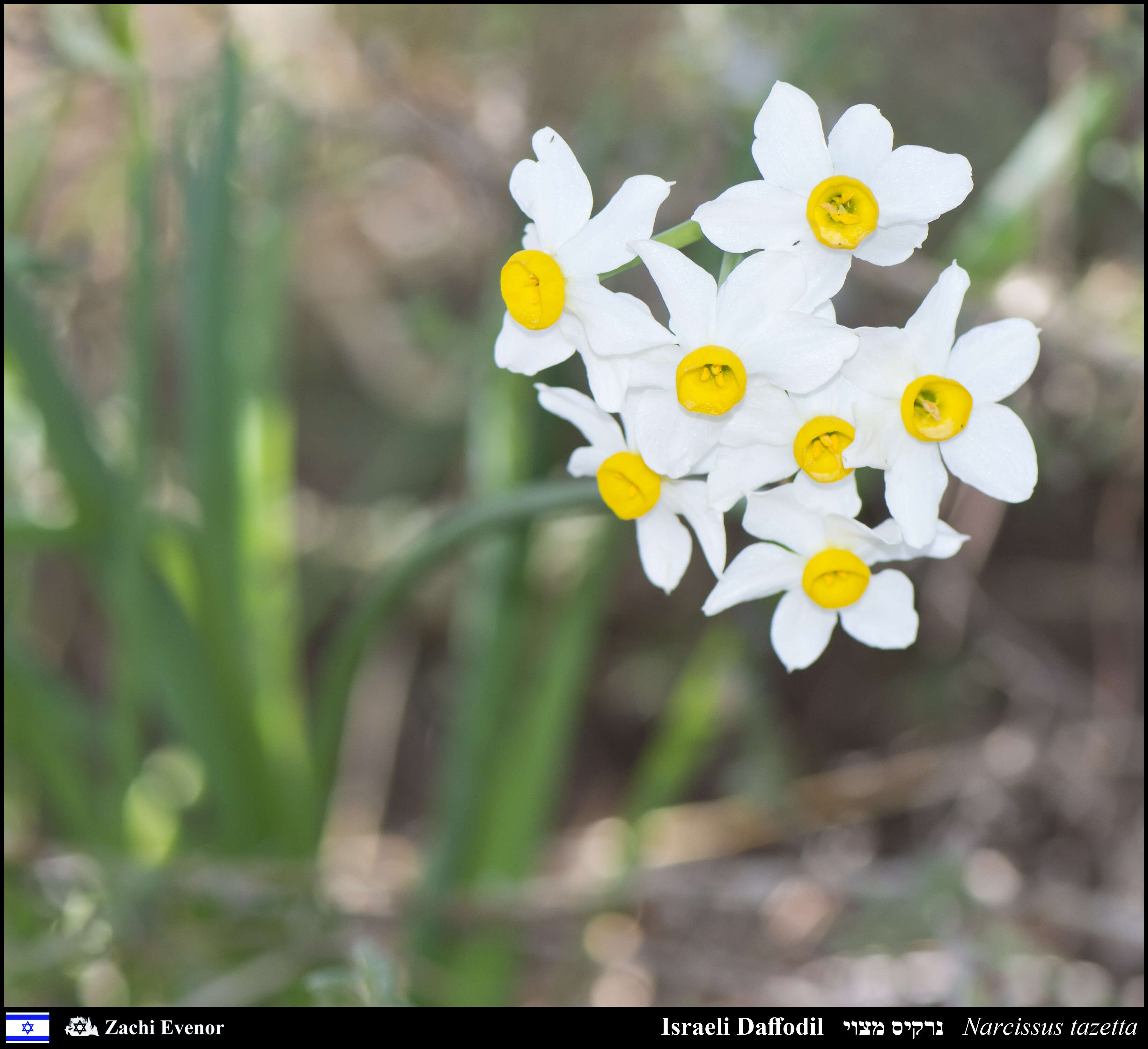 Image of cream narcissus