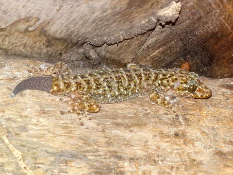 Image of Phyllodactylus tuberculosus Wiegmann 1834