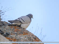 Image of Hill Pigeon