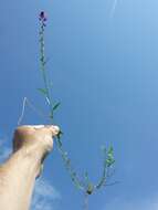 Image of tufted milkwort