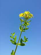 Imagem de Hypericum tetrapterum Fries