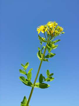 صورة Hypericum tetrapterum Fries