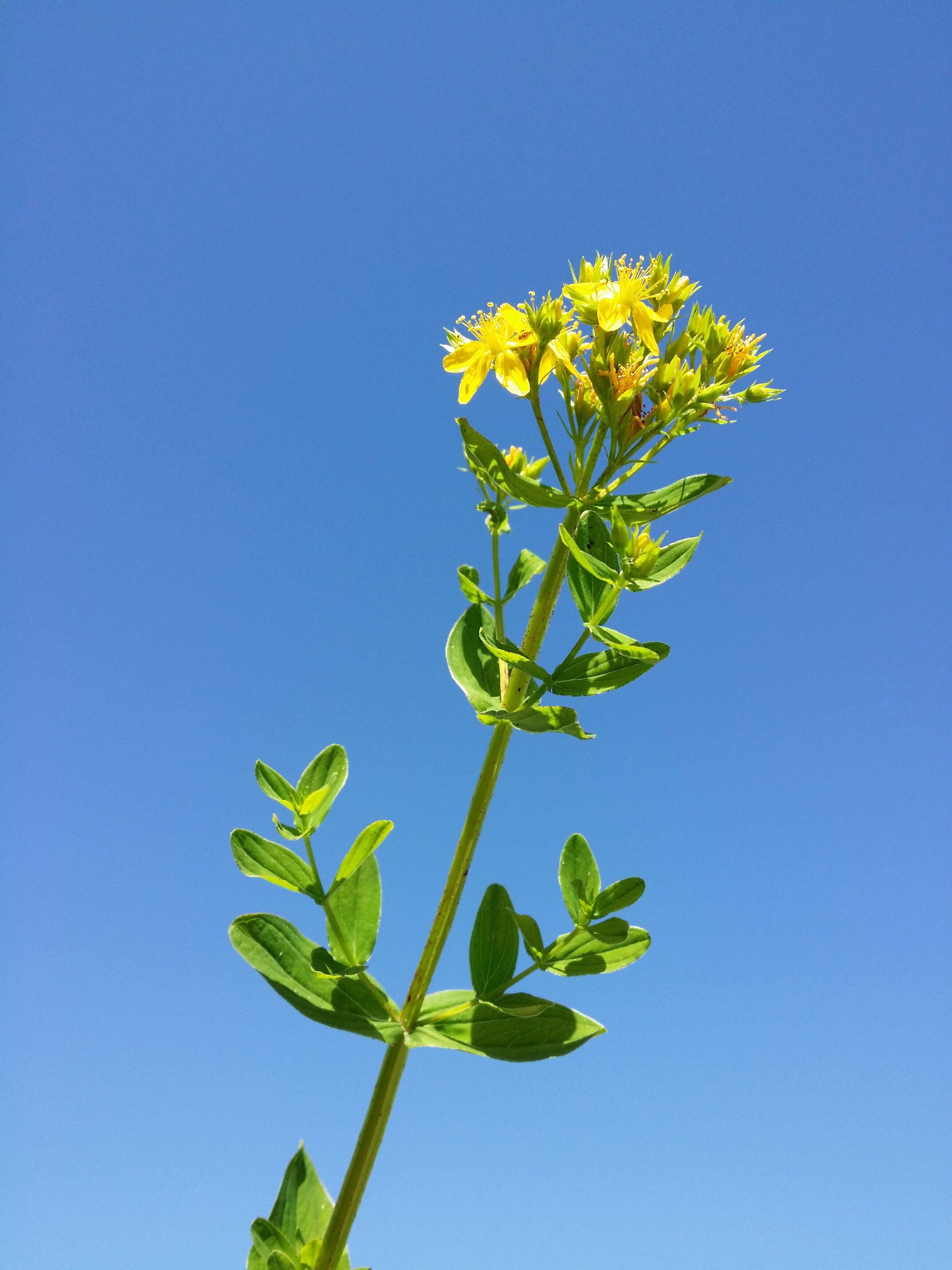 Imagem de Hypericum tetrapterum Fries