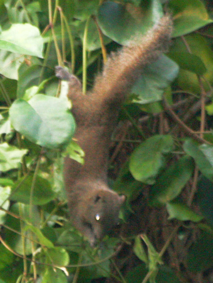 Image of Inornate Squirrel