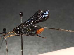 صورة Ceropales bipunctata