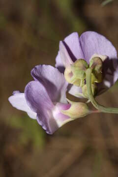 Image of fewflower pea