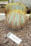 Ferocactus glaucescens (DC.) Britton & Rose resmi