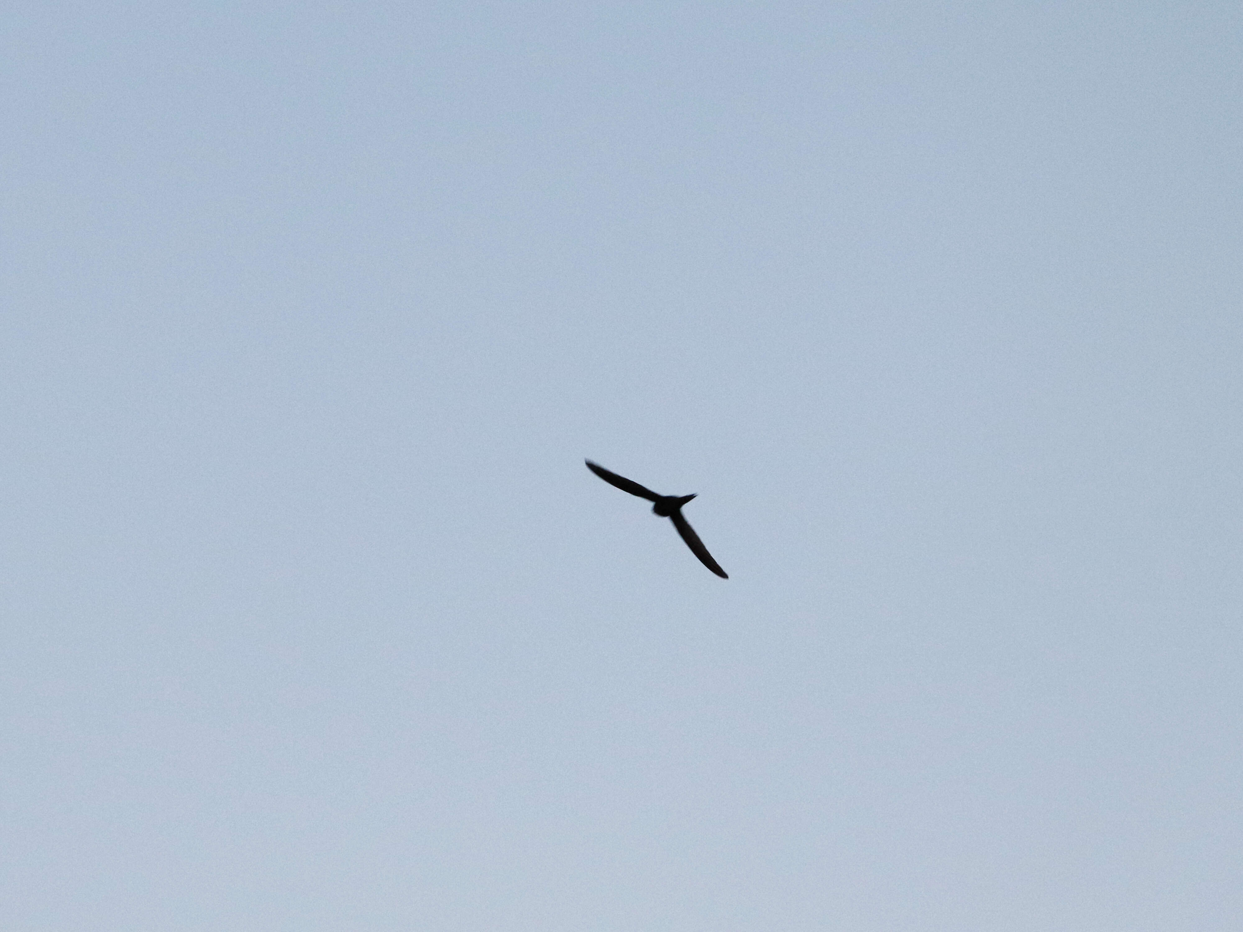 Image of swift, common swift