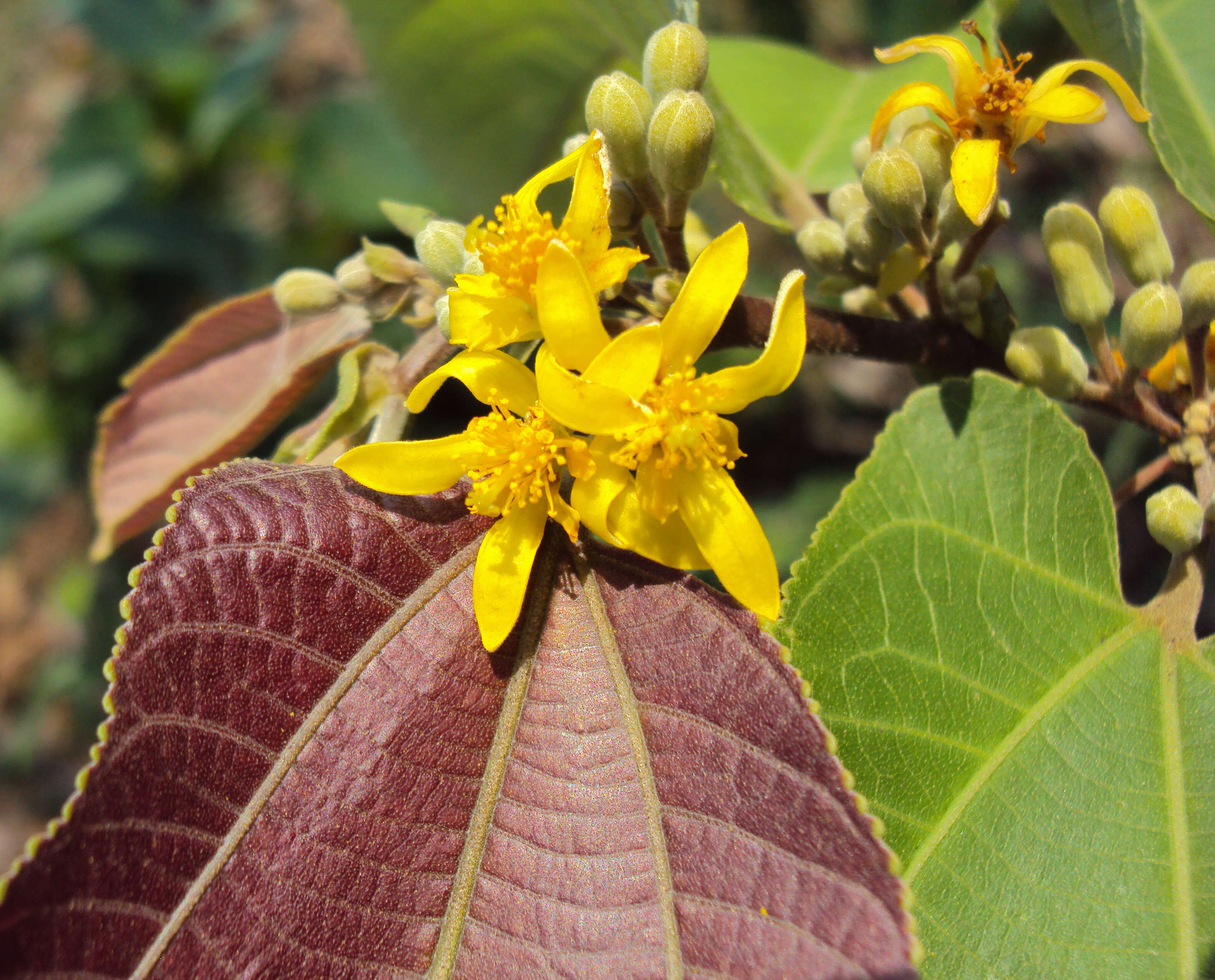 Image of Grewia tiliifolia Vahl