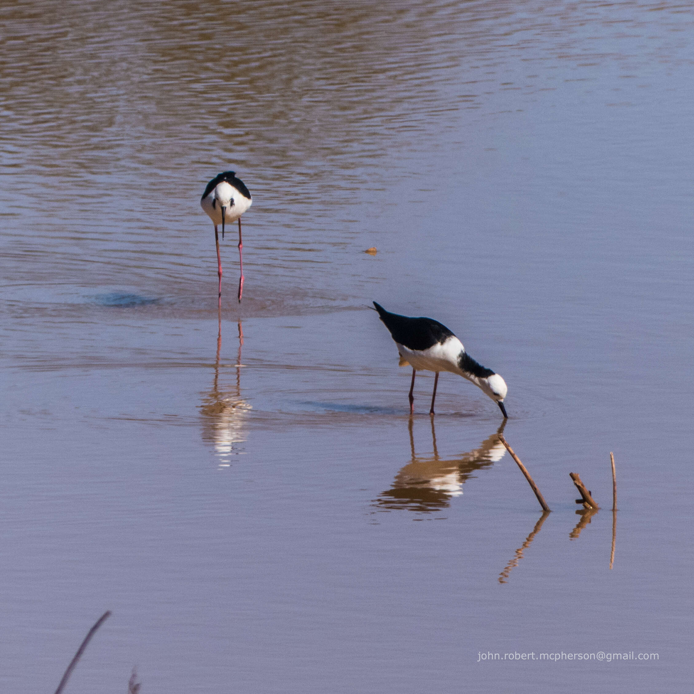 Image of Pied Stilt