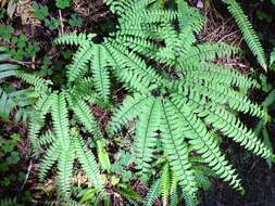 Image of maidenhair fern