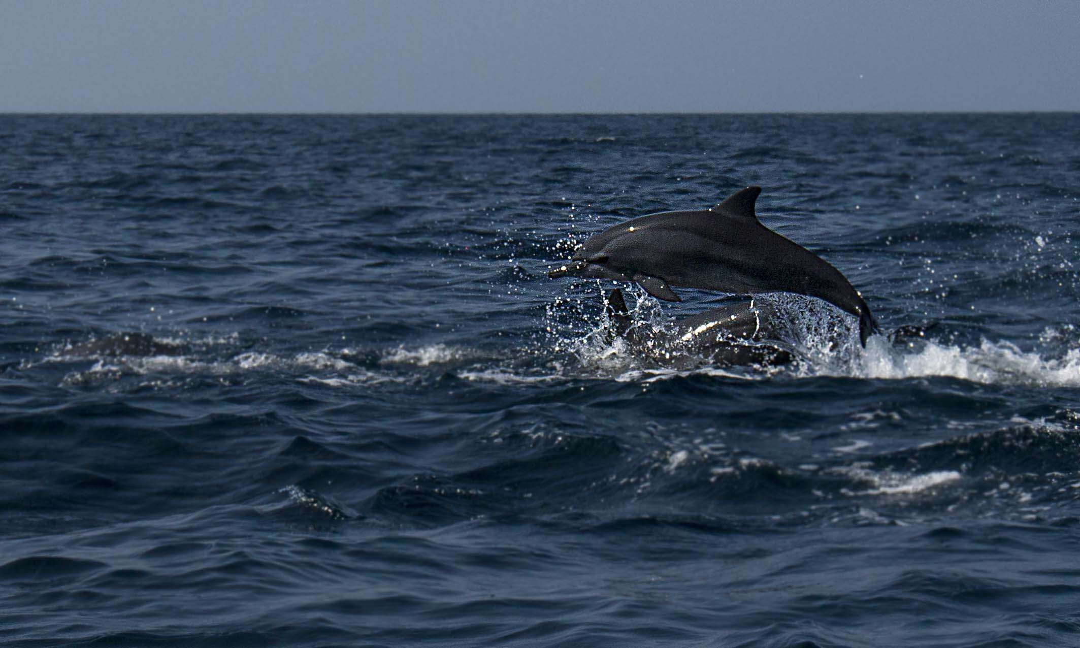 Image of Long-beaked Dolphin