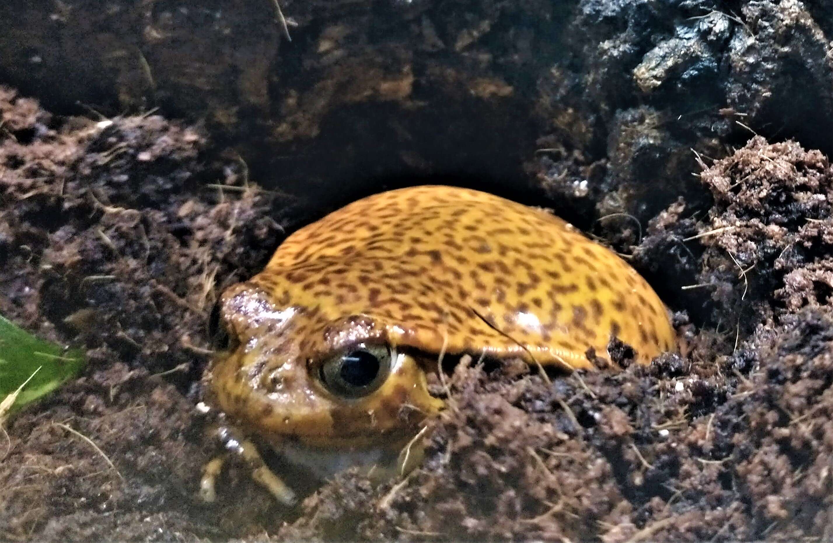 Image of Sambava Tomato Frog