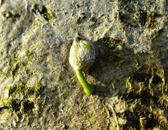 Image of European mistletoe