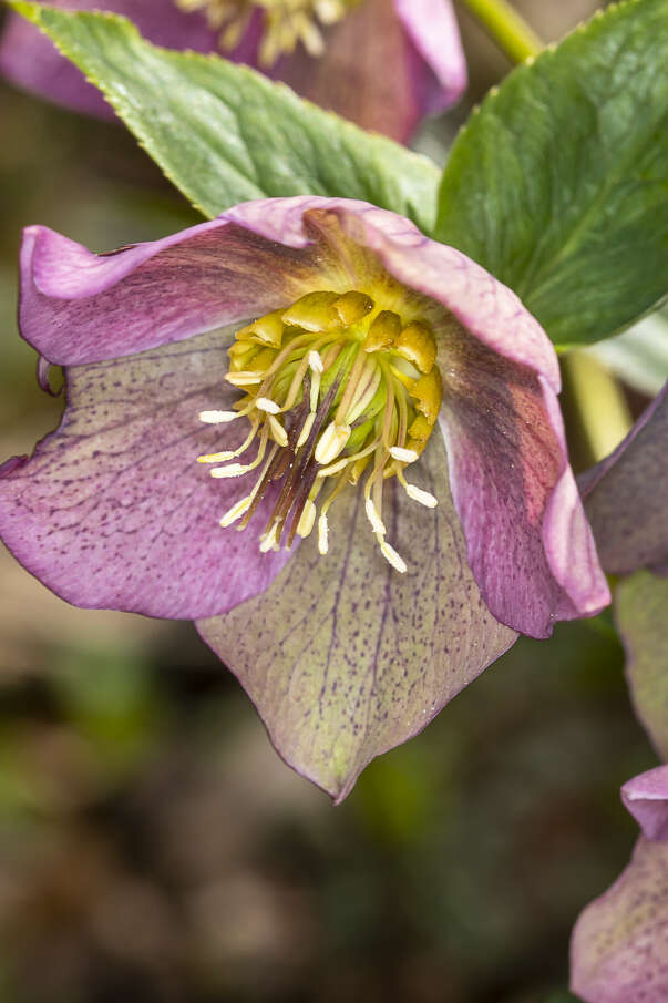 Image of lenten-rose