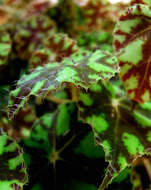 Image of Begonia bowerae Ziesenh.