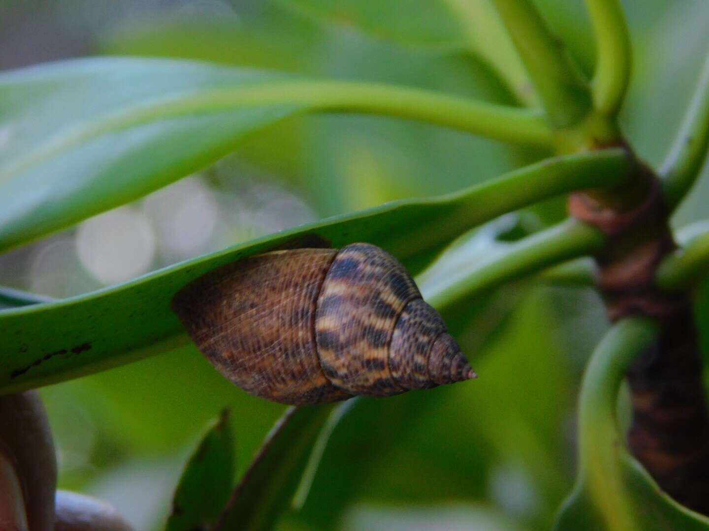 Image of Littoraria angulifera (Lamarck 1822)