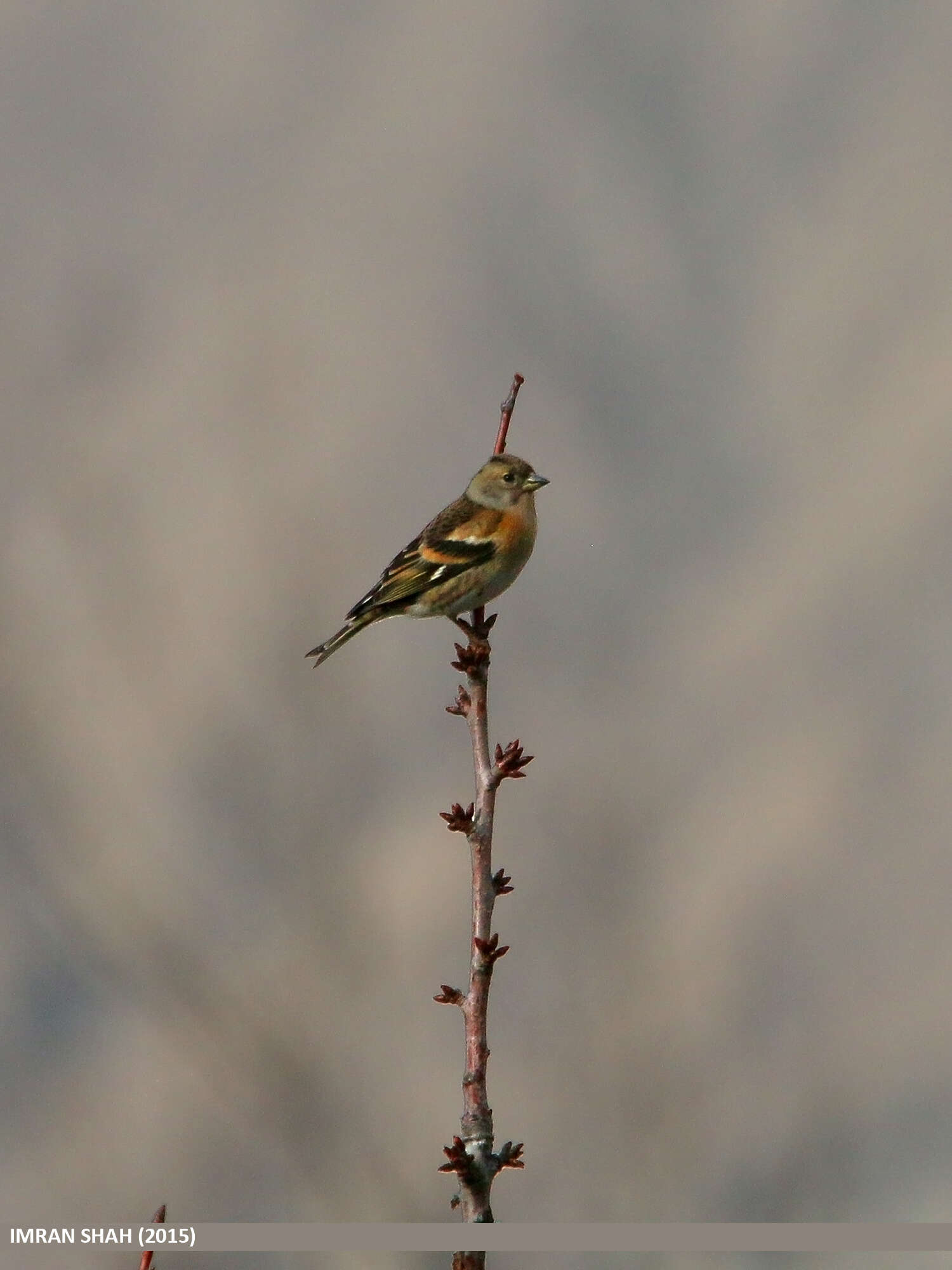 Image of Brambling