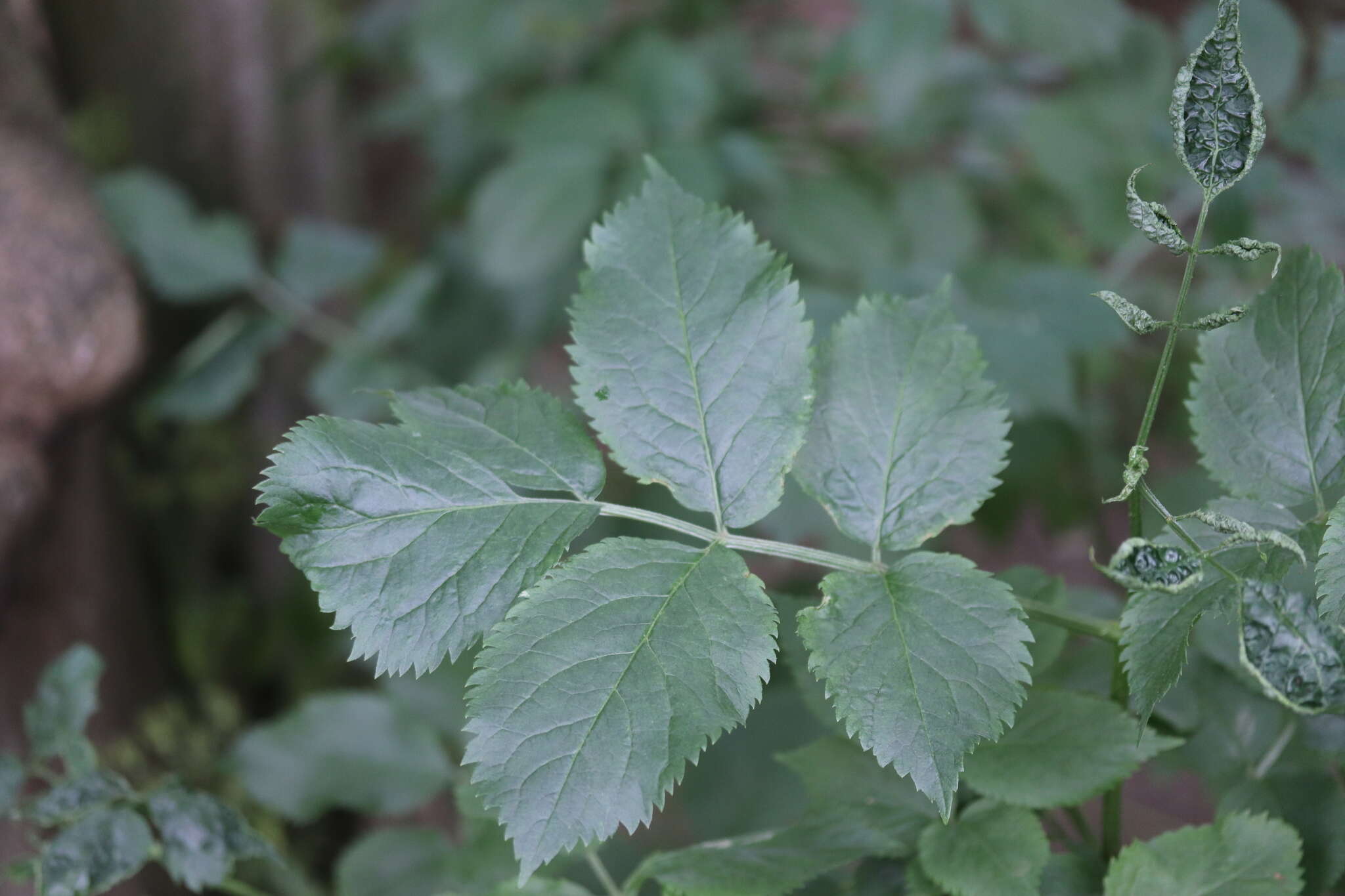 Image of Elder