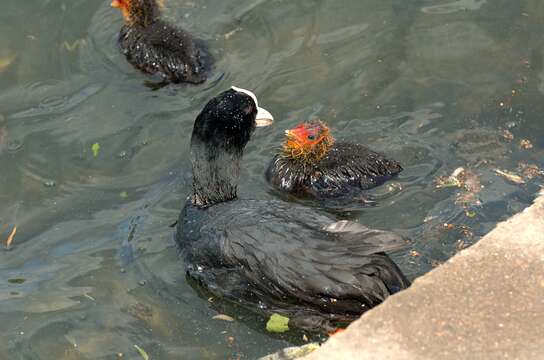 Image of Common Coot