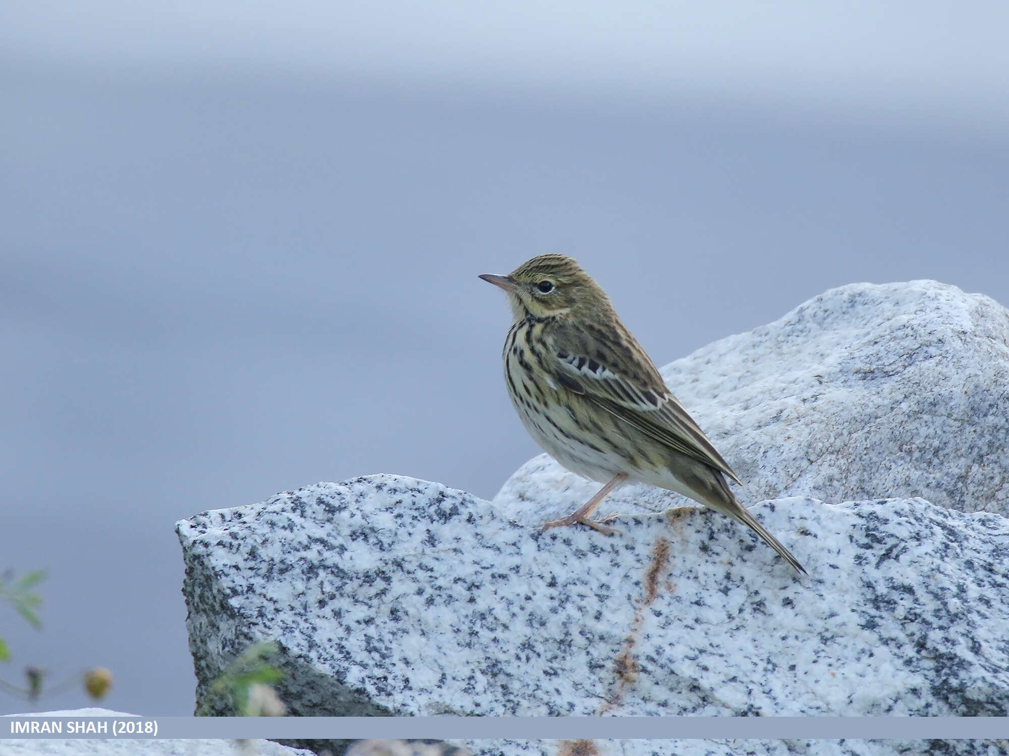 Image of Tree Pipit