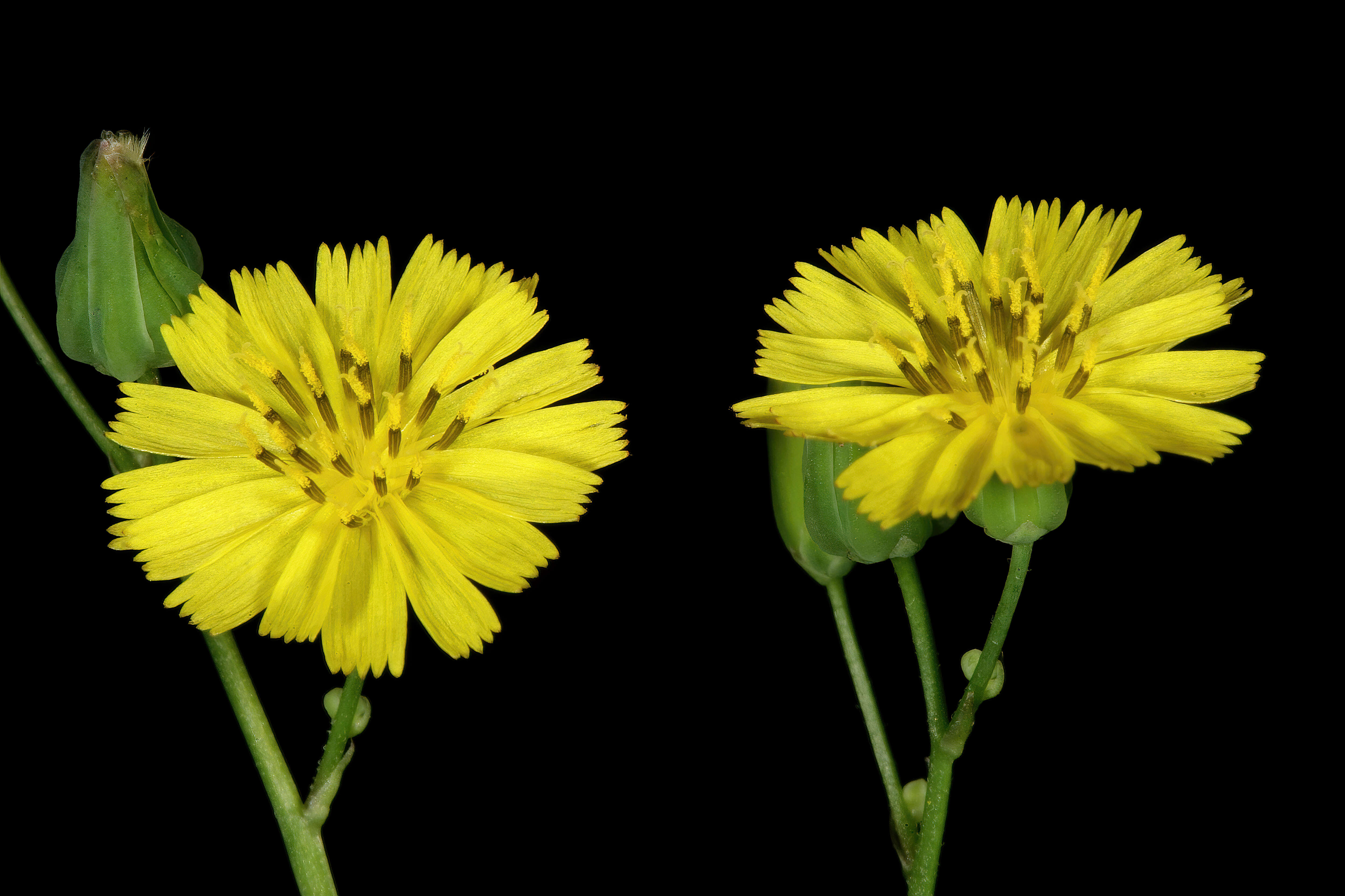 Image of Oriental false hawksbeard