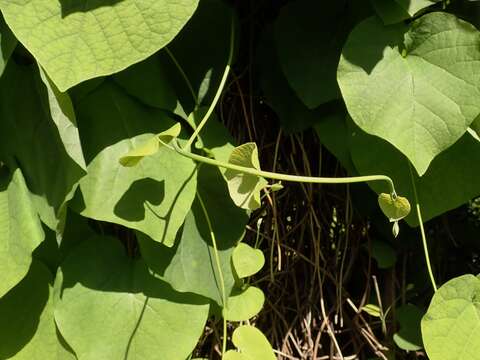 Image of Dutchman's pipe