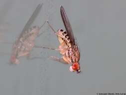 Imagem de Drosophila busckii Coquillett 1901