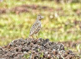 Image of Oriental Skylark