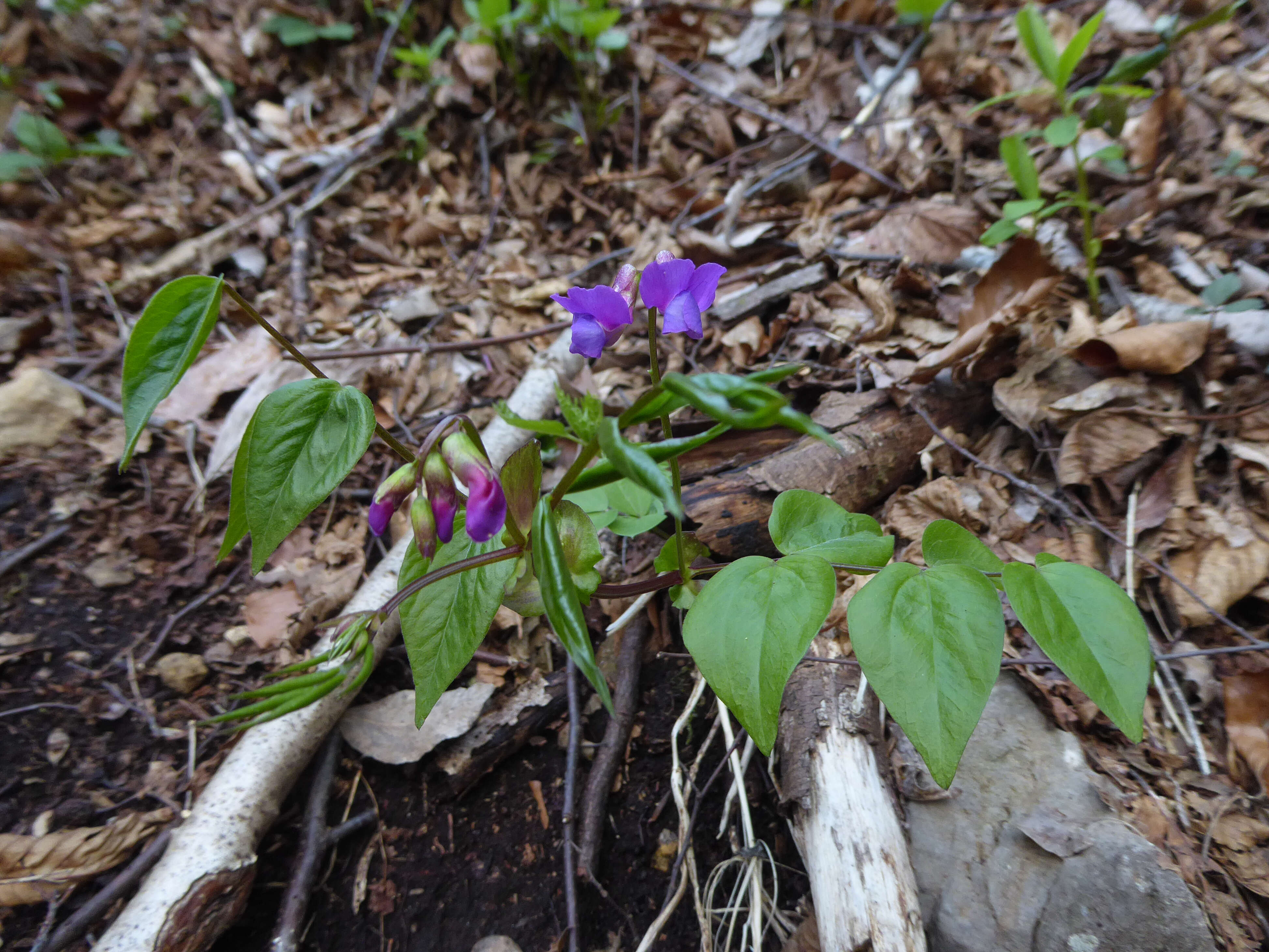 Image of spring pea