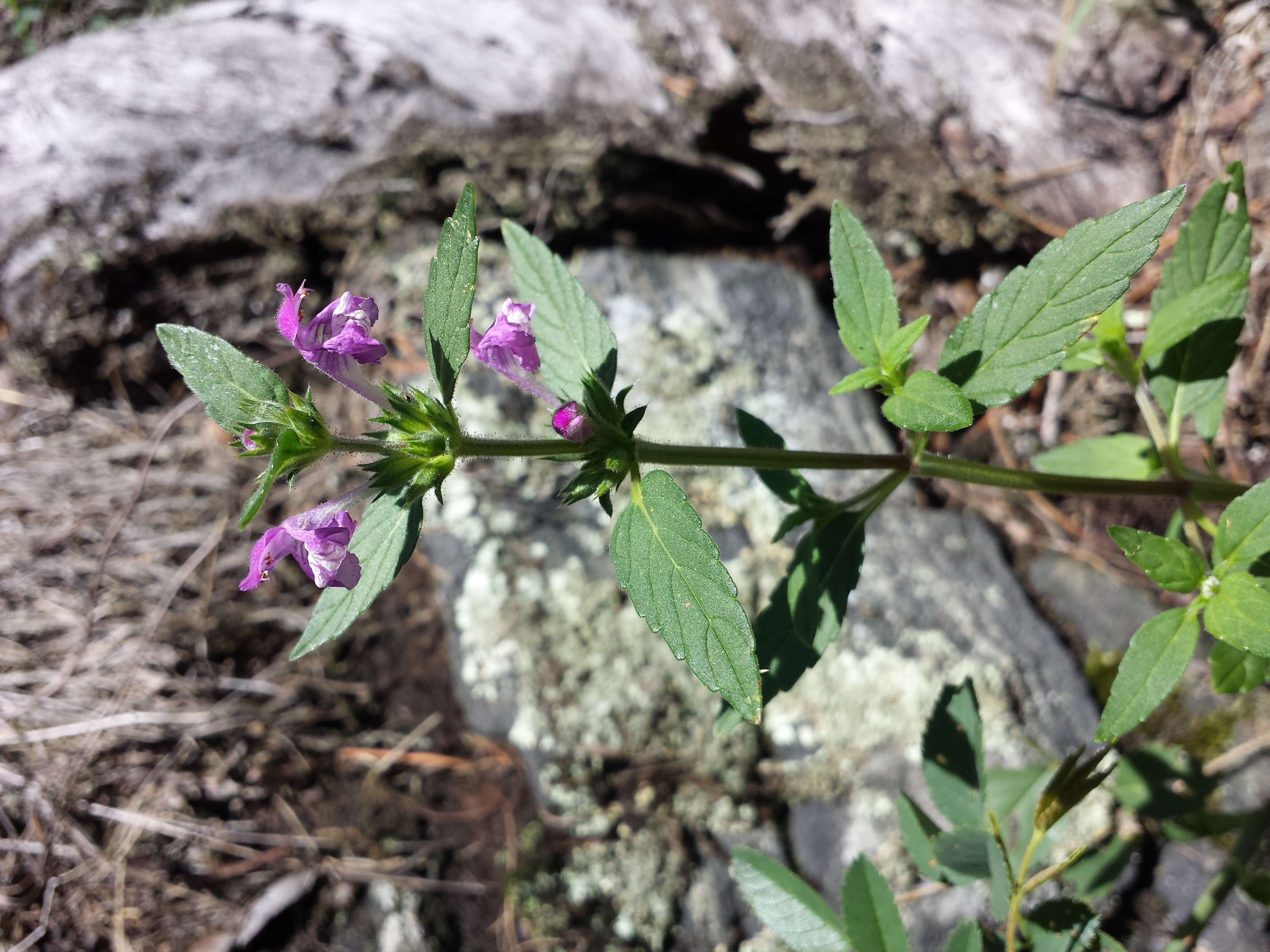 Imagem de Galeopsis ladanum L.