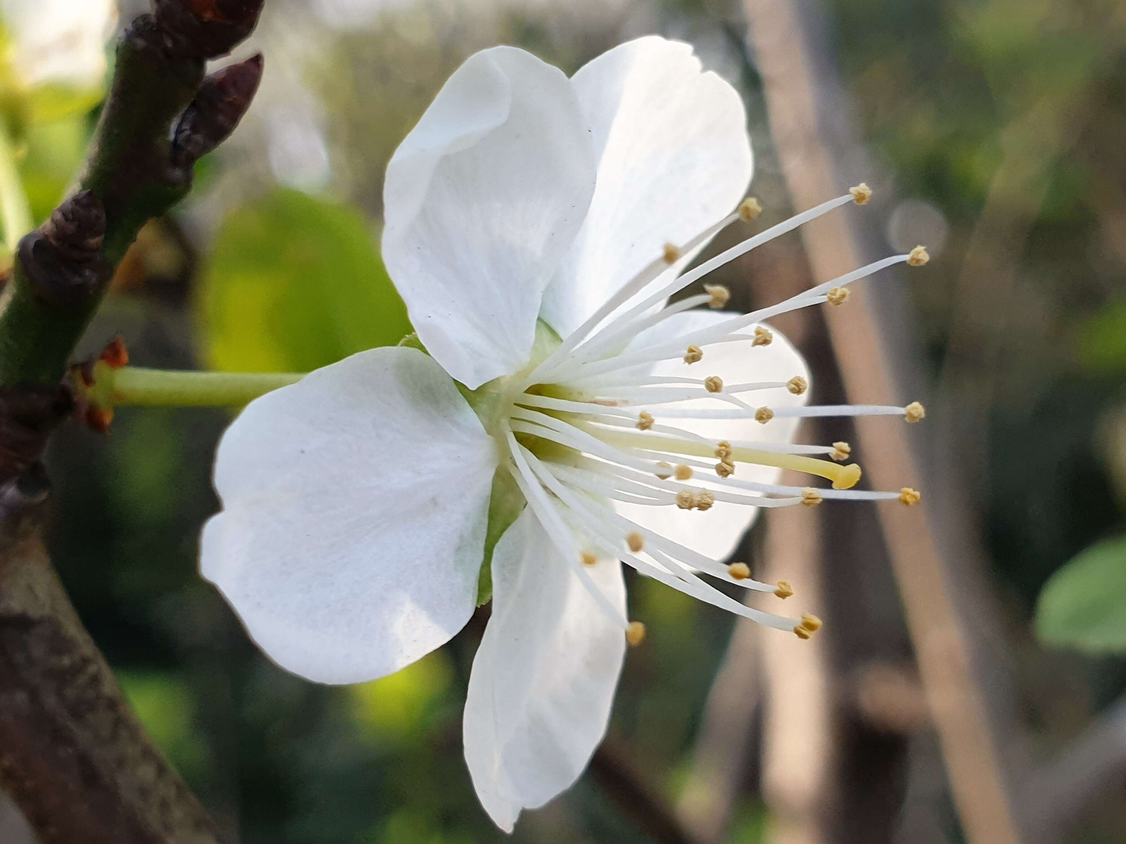 Plancia ëd Prunus cerasus L.