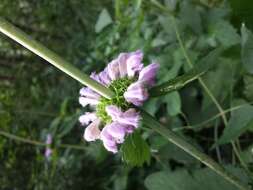 Image de Phlomoides tuberosa (L.) Moench