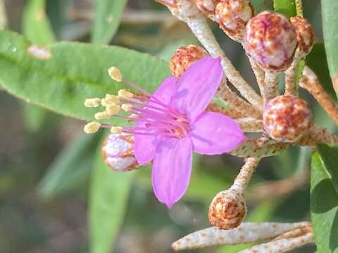 Image of Phebalium nottii (F. Müll.) F. M. Bailey