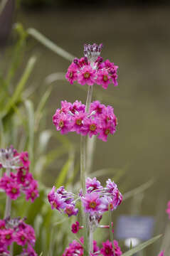 Plancia ëd Primula japonica A. Gray