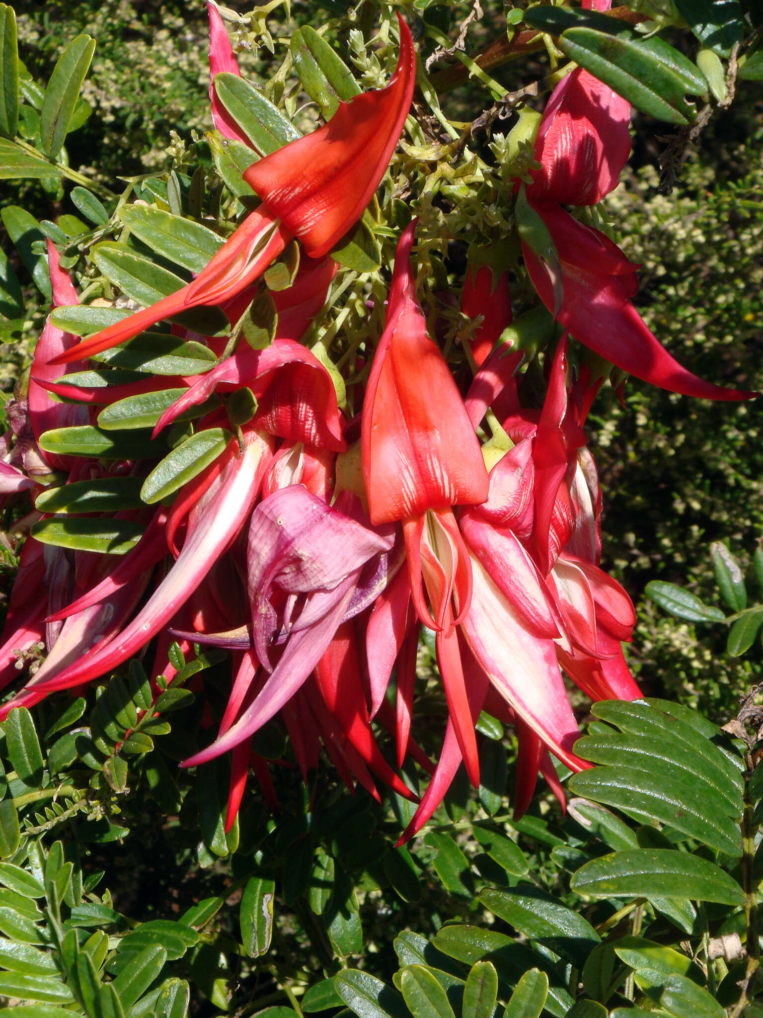 Слика од Clianthus