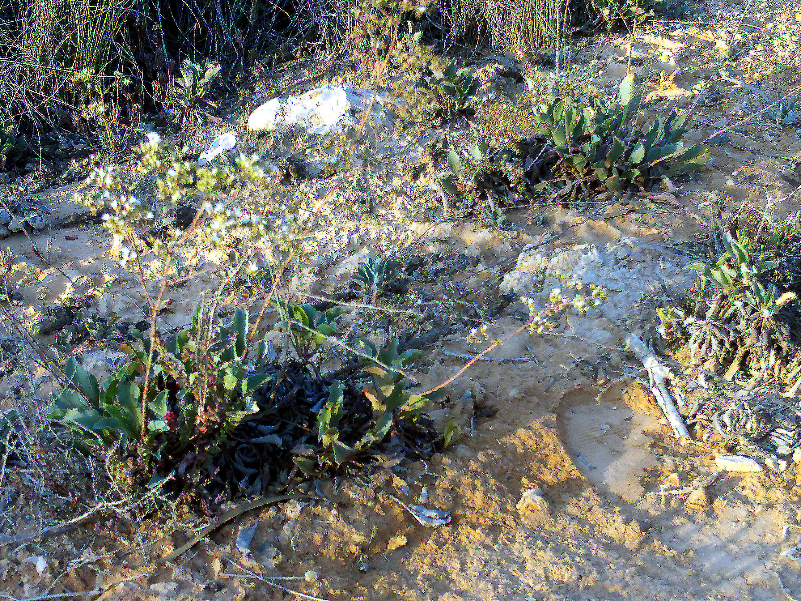 Image of Mediterranean sea lavender