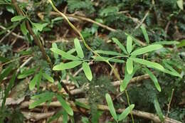 Image of Lygodium articulatum A. Rich.